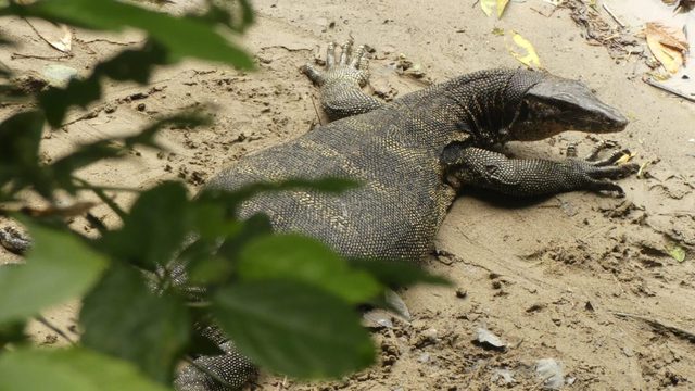 Water monitor on the riverbank